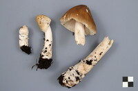 Amanita variicolor image